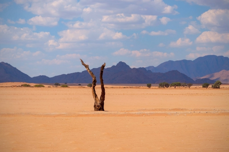 Summer Landscape